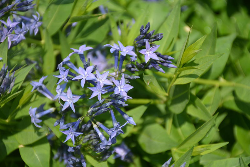Blue Ice Star Flower (Amsonia tabernaemontana 'Blue Ice') at Weston Nurseries