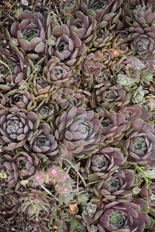 Pacific Blue Ice Hens And Chicks (Sempervivum 'Pacific Blue Ice') at Weston Nurseries