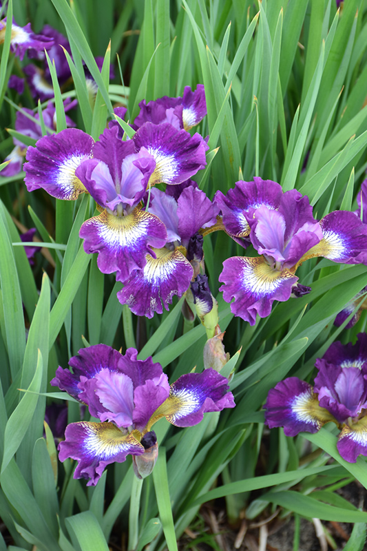Contrast In Styles Siberian Iris (Iris sibirica 'Contrast In Styles') at Weston Nurseries