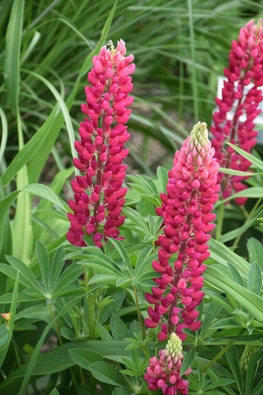 Popsicle Red Lupine (Lupinus 'Popsicle Red') at Weston Nurseries