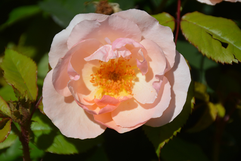 Peachy Knock Out Rose (Rosa 'Radgor') at Weston Nurseries