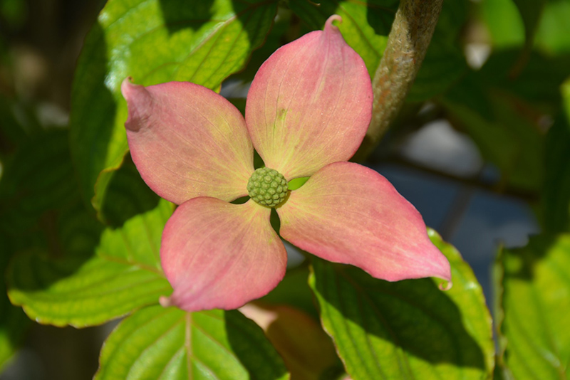 Rosy Teacups Flowering Dogwood (Cornus 'KN30-8') at Weston Nurseries