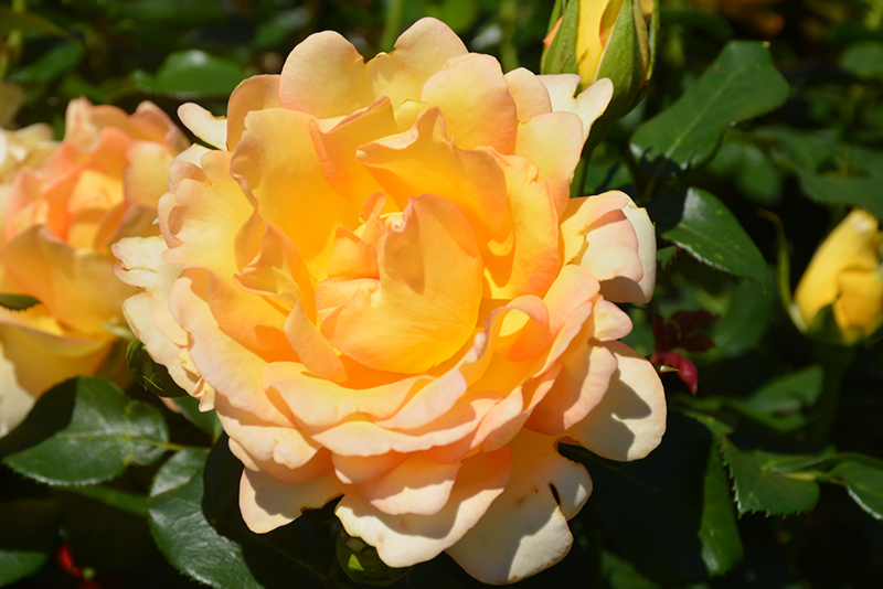 Gold Struck Rose (Rosa 'Gold Struck') at Weston Nurseries
