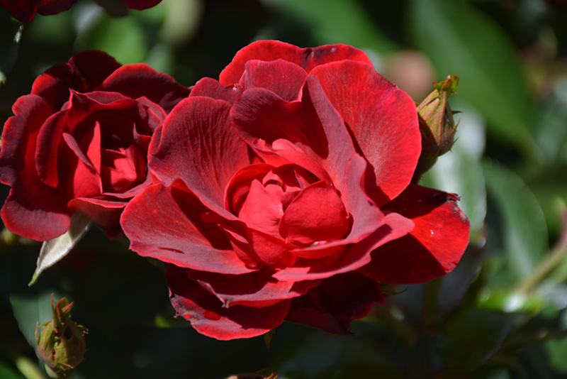 Brick House Rose (Rosa 'Meitraligh') at Weston Nurseries