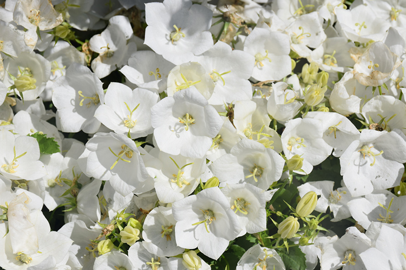 Pearl White Bellflower (Campanula carpatica 'Pearl White') at Weston Nurseries