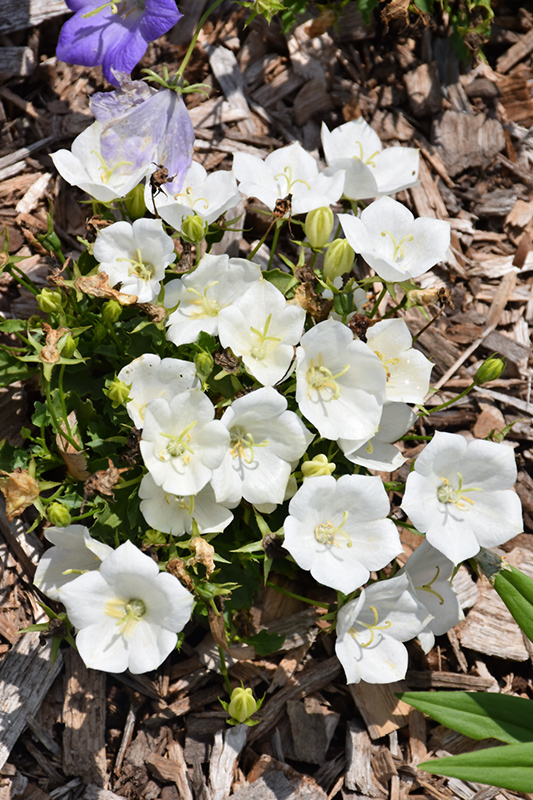 Pristar White Bellflower (Campanula carpatica 'Pristar White') at Weston Nurseries