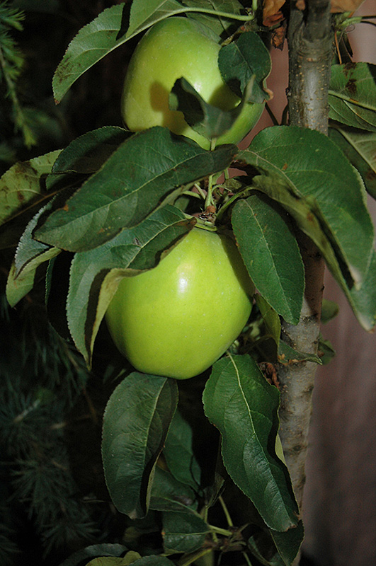 Urban Apple Tangy Green Columnar Apple (Malus 'AK-98') at Weston Nurseries