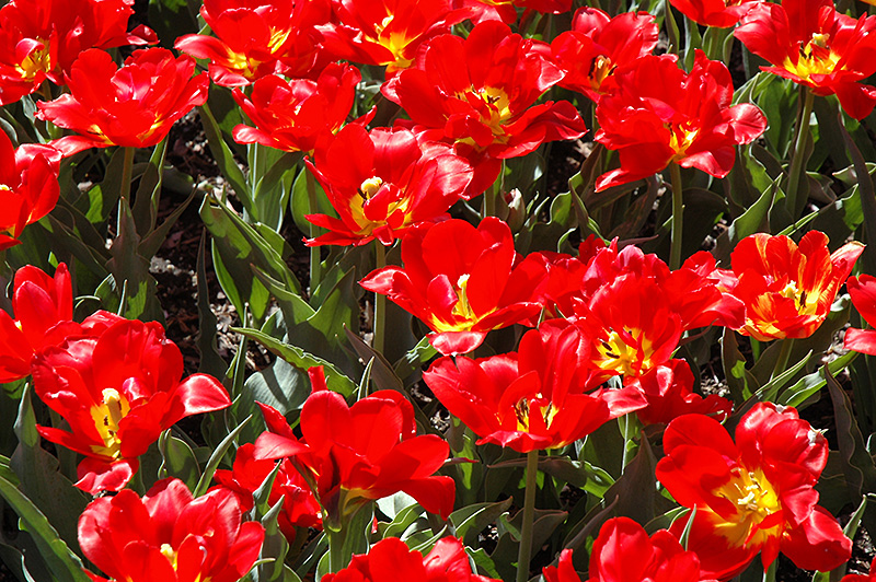 Abba Tulip (Tulipa 'Abba') at Weston Nurseries