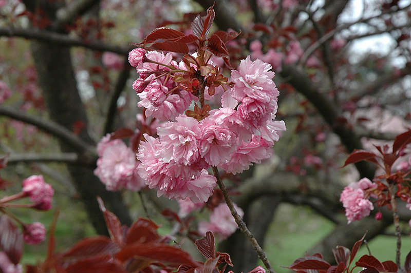 Royal Burgundy Flowering Cherry (Prunus serrulata 'Royal Burgundy') at Weston Nurseries