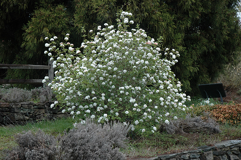 Koreanspice Viburnum (Viburnum carlesii) at Weston Nurseries