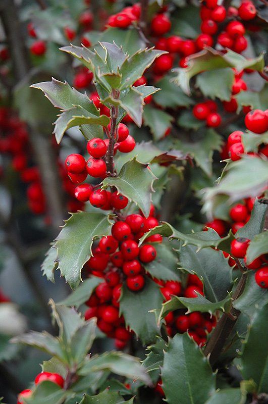 Blue Princess Meserve Holly (Ilex x meserveae 'Blue Princess') in ...