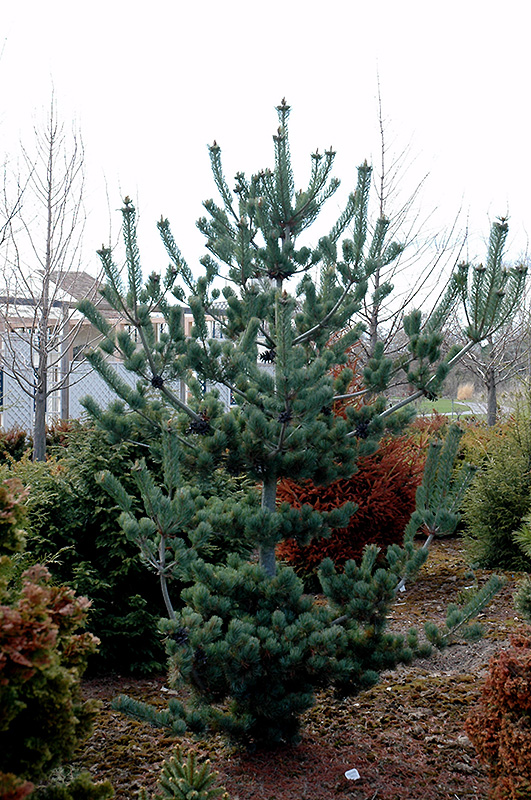 Cleary Japanese White Pine (Pinus parviflora 'Cleary') at Weston Nurseries