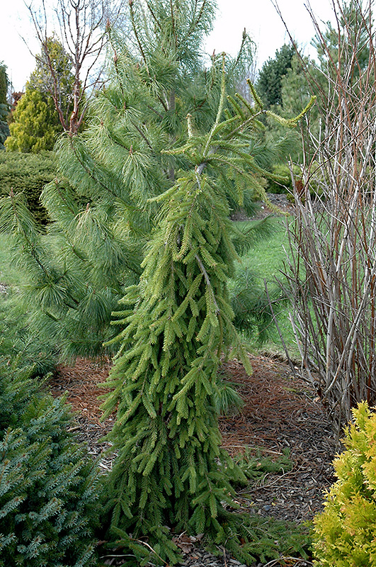 Frohburg Norway Spruce (Picea abies 'Frohburg') at Weston Nurseries