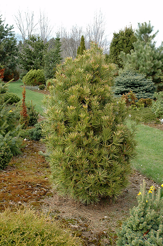 Compacta Lacebark Pine (Pinus bungeana 'Compacta') at Weston Nurseries
