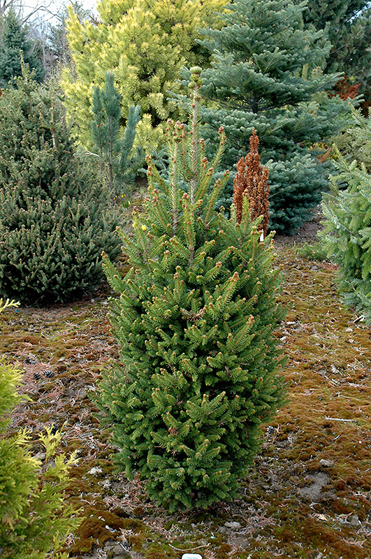 Will's Zwergform Norway Spruce (Picea abies 'Will's Zwergform') at Weston Nurseries