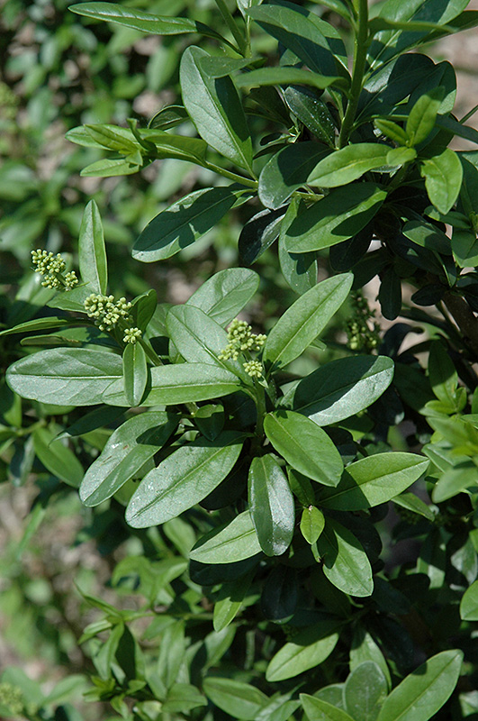 California Privet (Ligustrum ovalifolium) at Weston Nurseries