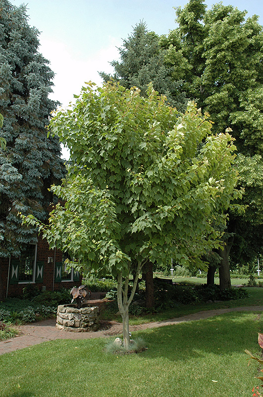 Moosewood (Acer pensylvanicum) at Weston Nurseries