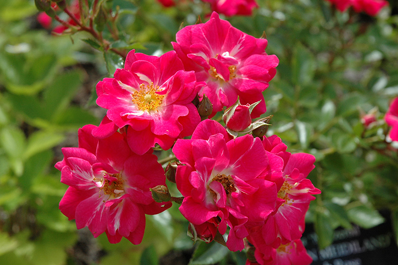 Crimson Meidiland Rose (Rosa 'Meizerbil') at Weston Nurseries