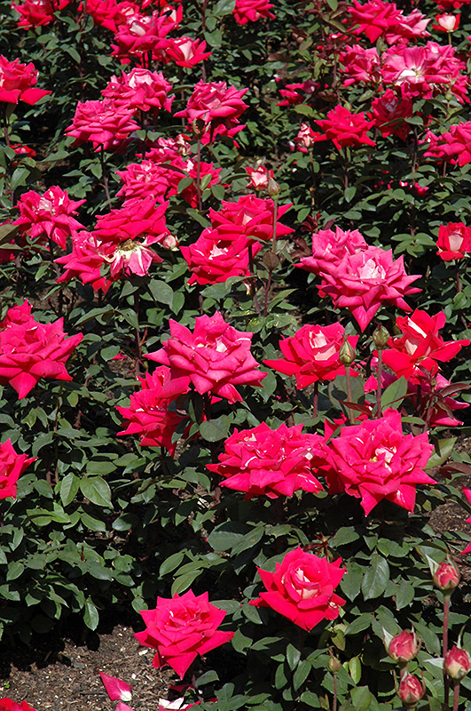 Love Rose (Rosa 'Love') at Weston Nurseries