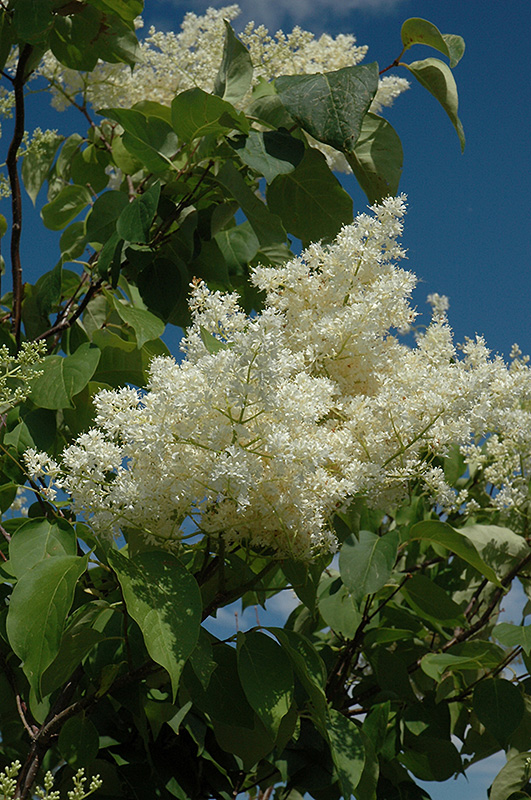 Ivory Silk Tree Lilac (tree form) (Syringa reticulata 'Ivory Silk (tree form)') at Weston Nurseries