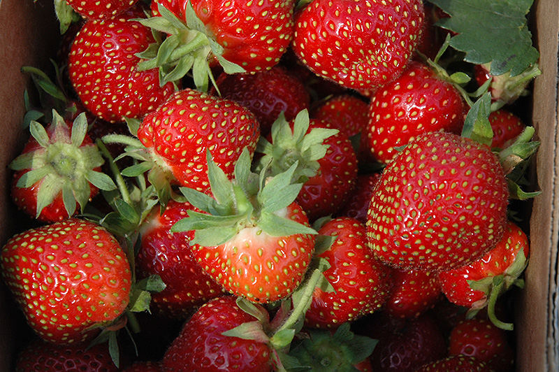 Allstar Strawberry (Fragaria 'Allstar') at Weston Nurseries