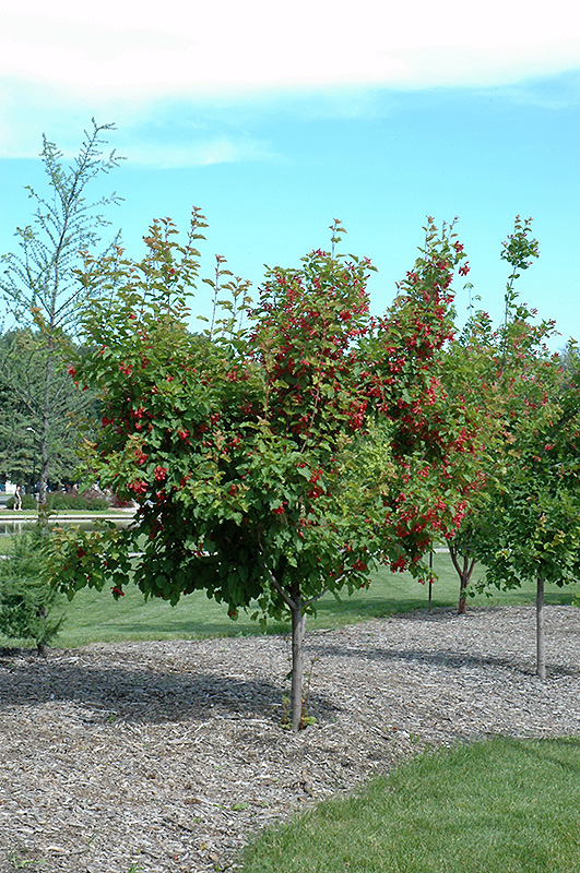 Ruby Slippers Amur Maple (Acer ginnala 'Ruby Slippers') at Weston Nurseries