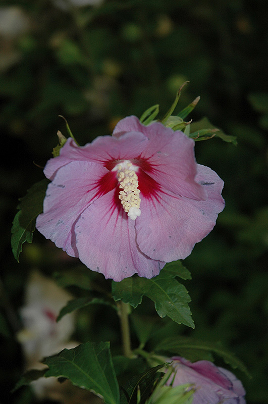Hawaii Rose of Sharon (Hibiscus syriacus 'Minsygrbl1') at Weston Nurseries