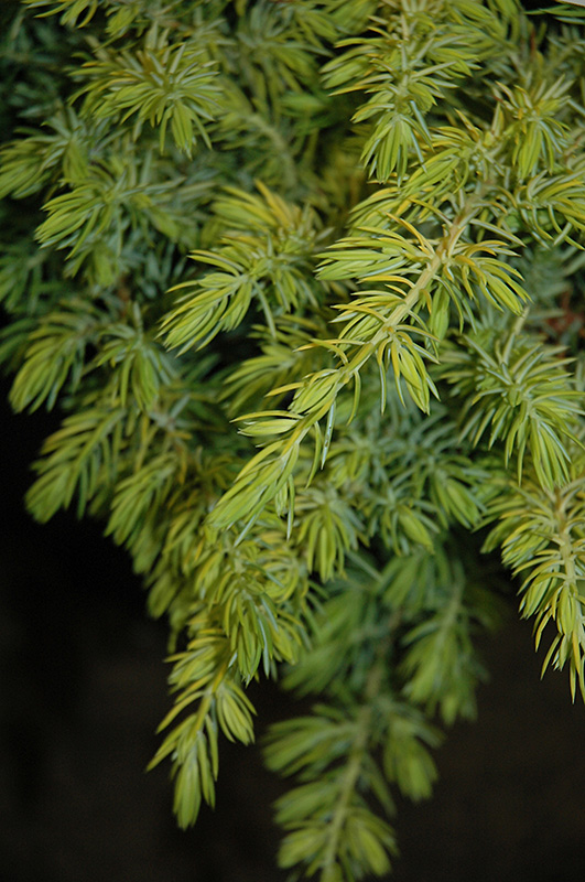 Golden Pacific Shore Juniper (Juniperus conferta 'sPg-3-016') at Weston Nurseries