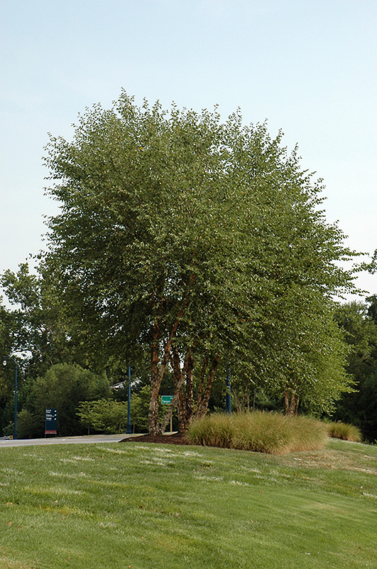 Heritage River Birch (clump) (Betula nigra 'Heritage (clump)') at Weston Nurseries