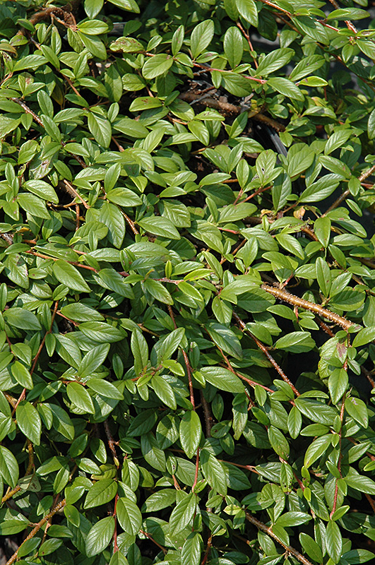 Spreading Willowleaf Cotoneaster (Cotoneaster salicifolius 'Repens') at Weston Nurseries