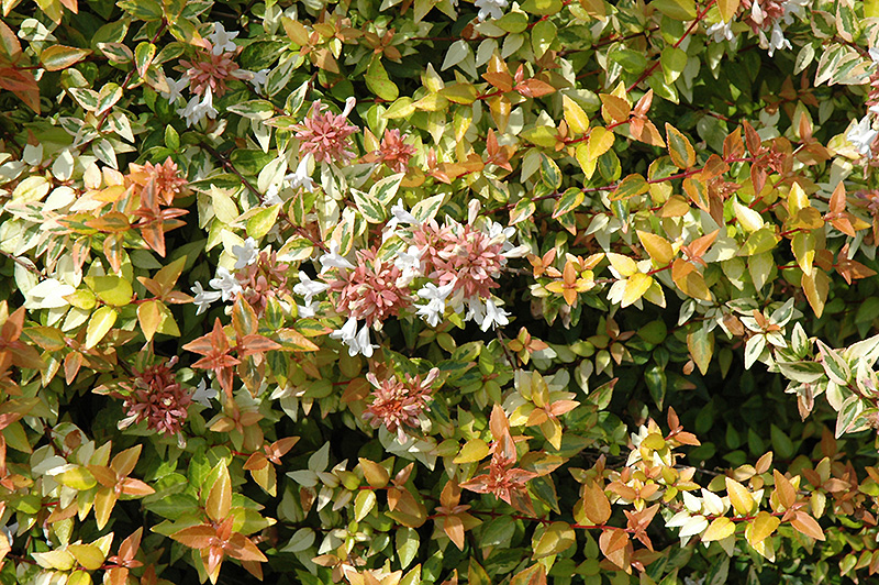 Kaleidoscope Abelia (Abelia x grandiflora 'Kaleidoscope') at Weston Nurseries