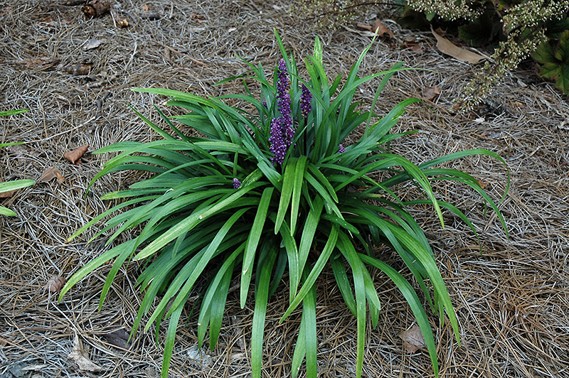 Royal Purple Lily Turf (Liriope muscari 'Royal Purple') at Weston Nurseries