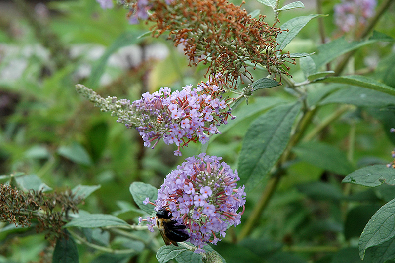 Lochinch Butterfly Bush (Buddleia 'Lochinch') at Weston Nurseries