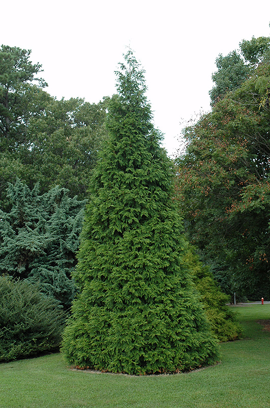 Green Giant Arborvitae (Thuja 'Green Giant') at Weston Nurseries