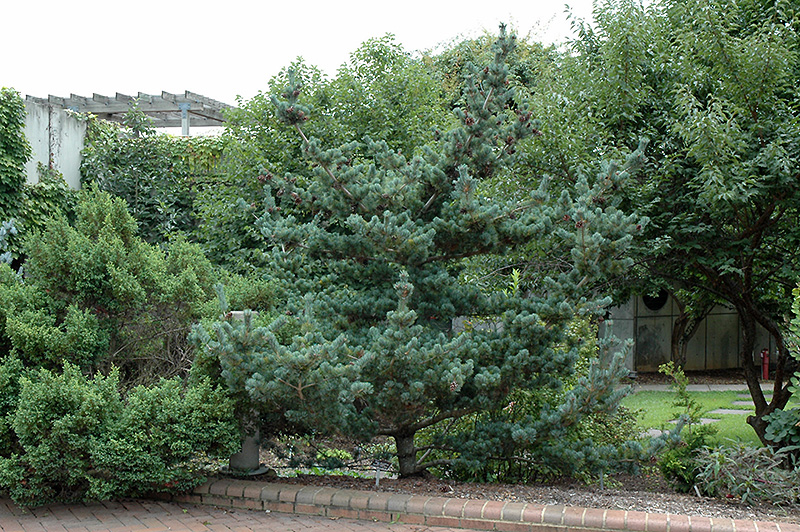 Blue Short-Needled Japanese Pine (Pinus parviflora 'Brevifolia') at Weston Nurseries