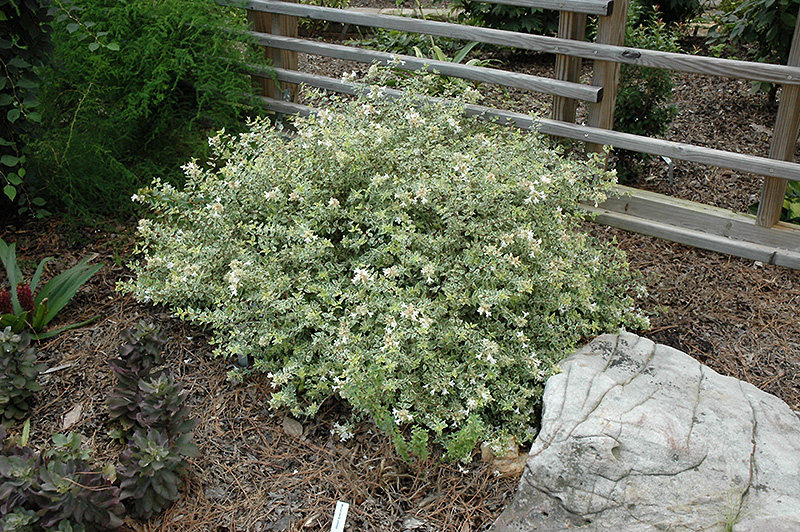 Radiance Abelia (Abelia x grandiflora 'Radiance') at Weston Nurseries