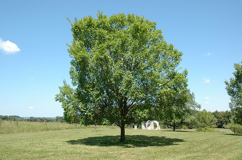 Lacebark Elm (Ulmus parvifolia) at Weston Nurseries