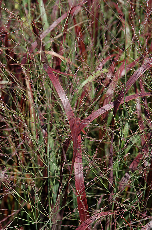 Prairie Fire Red Switch Grass (Panicum virgatum 'Prairie Fire') at Weston Nurseries