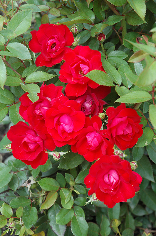 Kardinal Kolorscape Rose (Rosa 'KORsixkono') at Weston Nurseries