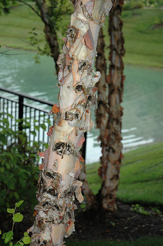 River Birch (Betula nigra) at Weston Nurseries