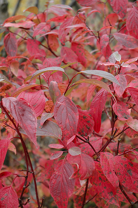Red Osier Dogwood (Cornus sericea) at Weston Nurseries