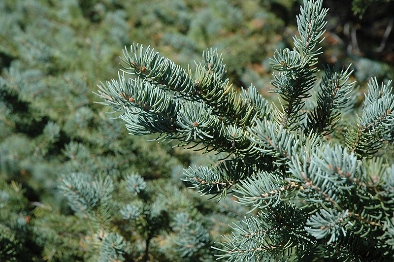 White Spruce (Picea glauca) at Weston Nurseries