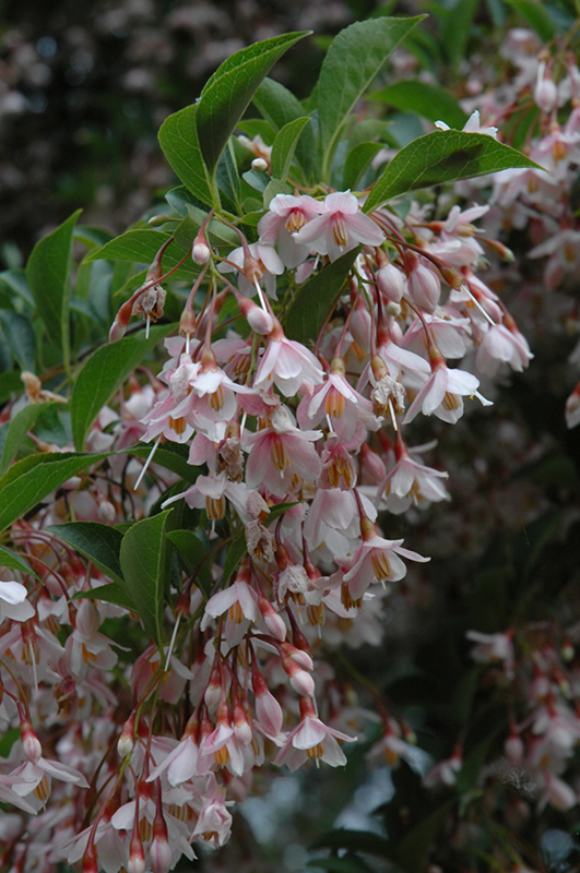Pink Chimes Japanese Snowbell (Styrax japonicus 'Pink Chimes') at Weston Nurseries