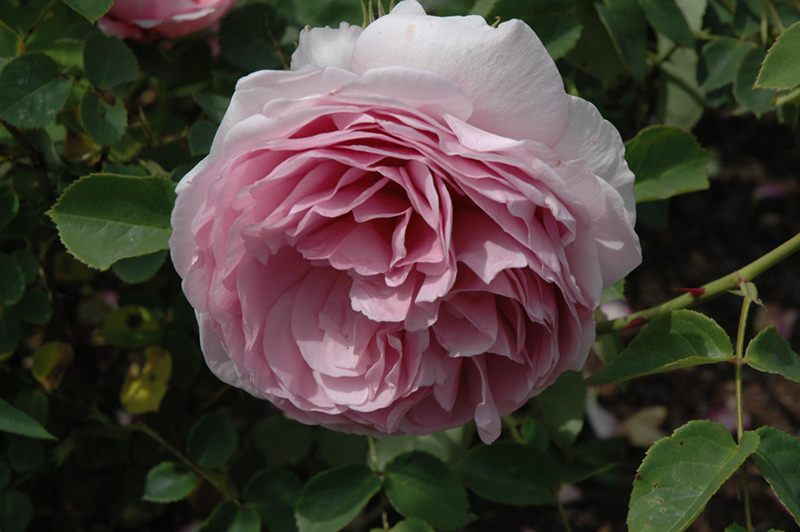 Lilac Rose (Rosa 'Auslilac') at Weston Nurseries