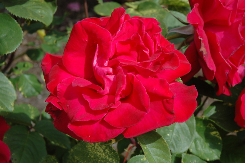 Proud Land Rose (Rosa 'Proud Land') at Weston Nurseries