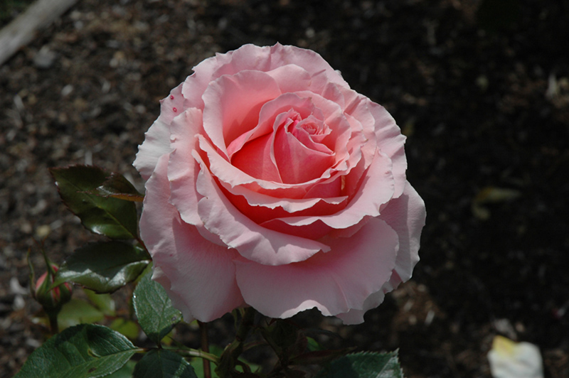 Tournament of Roses Rose (Rosa 'Tournament of Roses') at Weston Nurseries