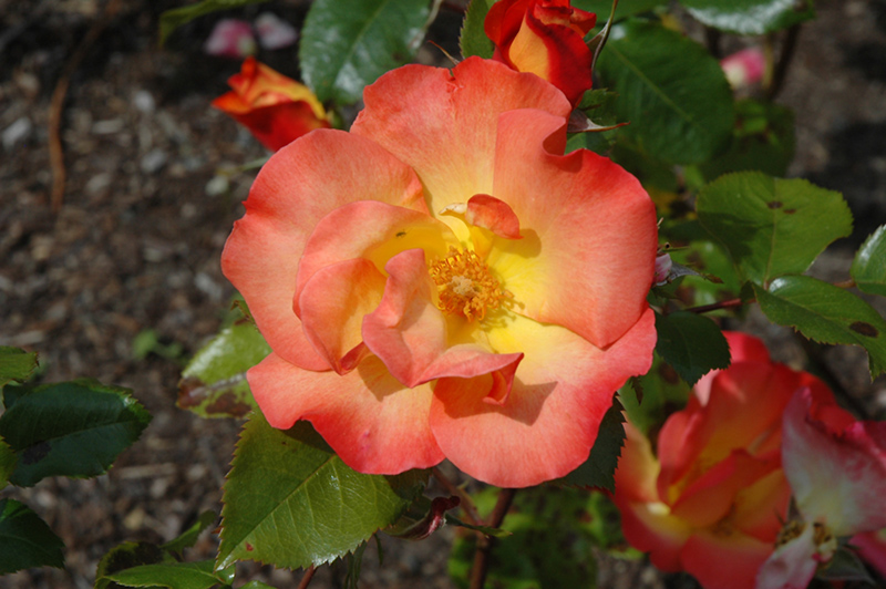 Playboy Rose (Rosa 'Cheerio') at Weston Nurseries