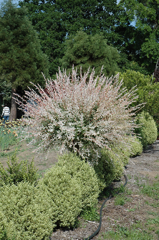 Tricolor Willow (tree form) (Salix integra \u0026#39;Hakuro Nishiki ...