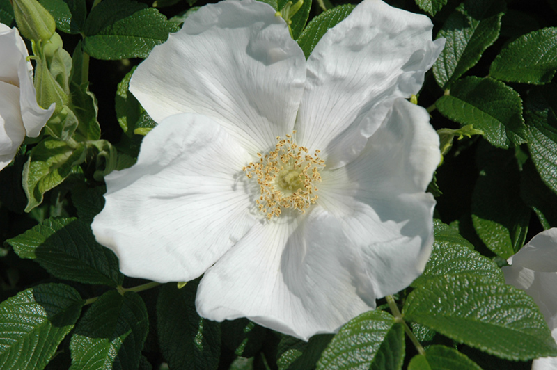 White Rugosa Rose (Rosa rugosa 'Alba') at Weston Nurseries