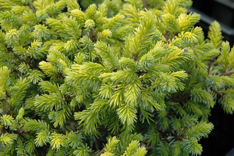 Peve Tijn Serbian Spruce (Picea omorika 'Peve Tijn') at Weston Nurseries